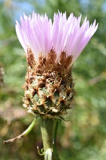 Centaurea cachinalensis