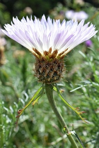 Centaurea cachinalensis