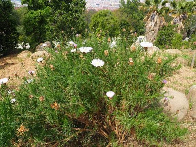 Centaurea cachinalensis