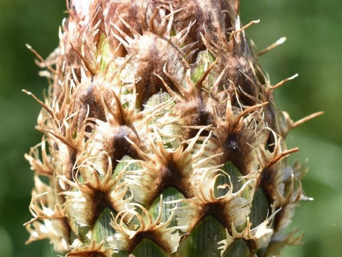 Centaurea cachinalensis