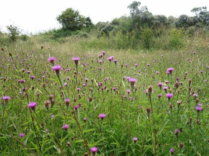 Centaurea nemoralis