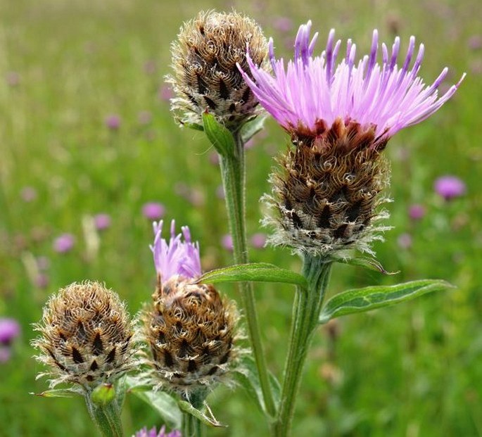 Centaurea nemoralis