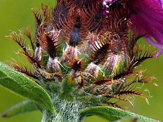 Centaurea nemoralis