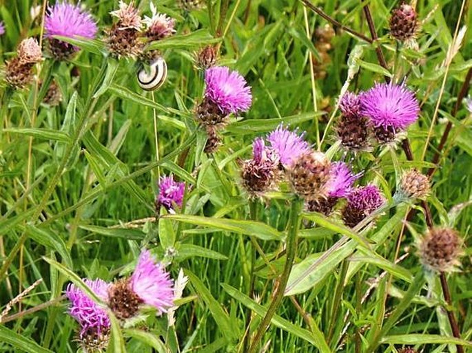 Centaurea nemoralis