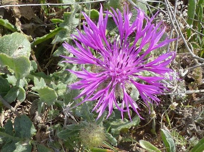 Centaurea sphaerocephala subsp. polyacantha