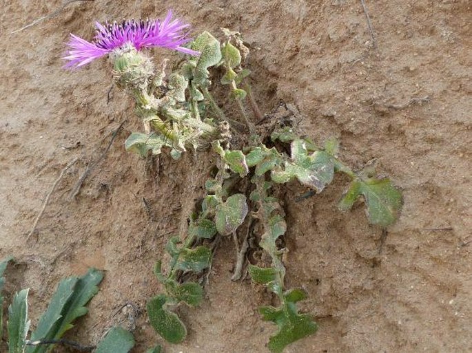 Centaurea sphaerocephala subsp. polyacantha