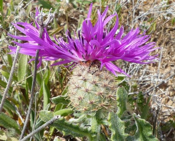 Centaurea sphaerocephala subsp. polyacantha