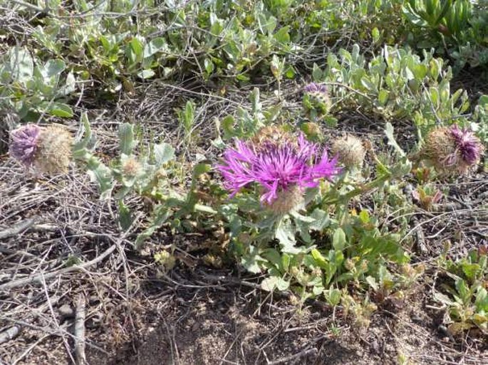 Centaurea sphaerocephala subsp. polyacantha