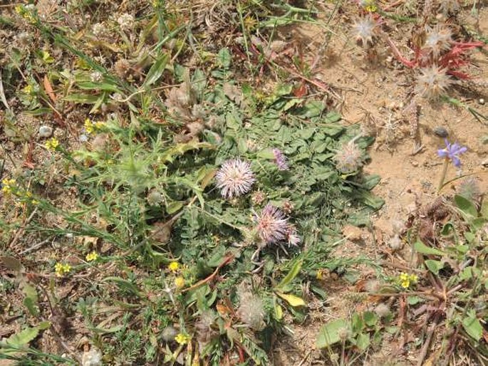 Centaurea raphanina