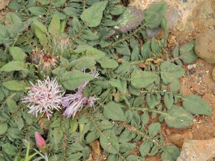 Centaurea raphanina