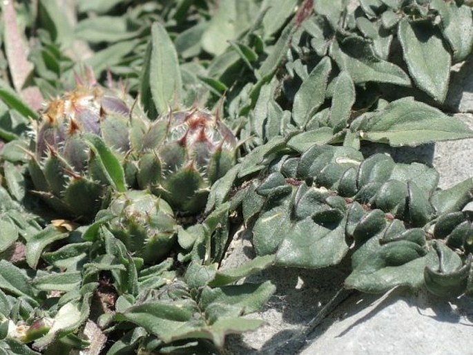 Centaurea raphanina