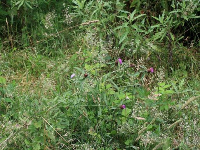 Centaurea nigra