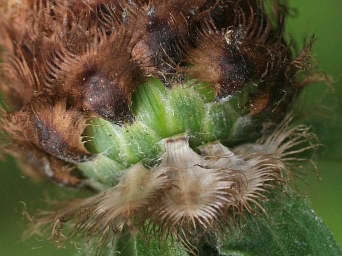 Centaurea nigra