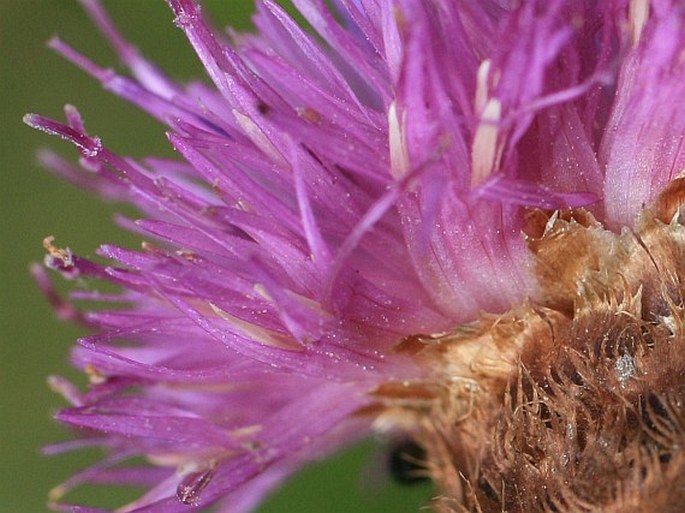 Centaurea nigra