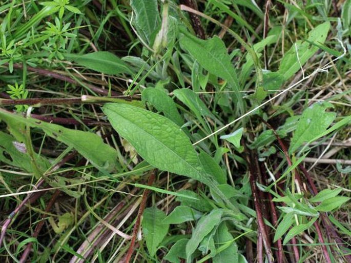 Centaurea nigra