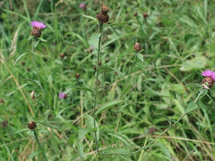 Centaurea nigra