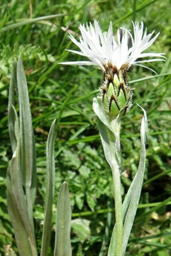 Centaurea orbelica