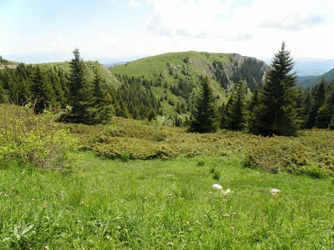 Centaurea orbelica