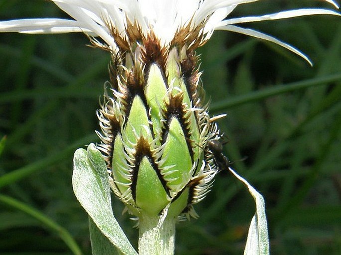 Centaurea orbelica