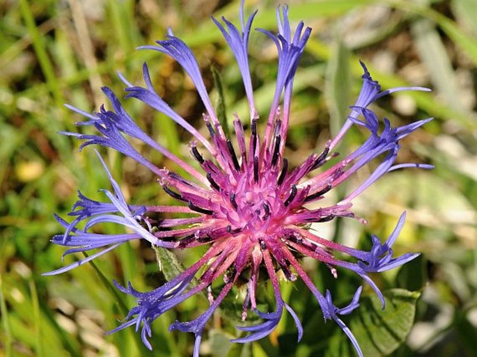 Centaurea cana