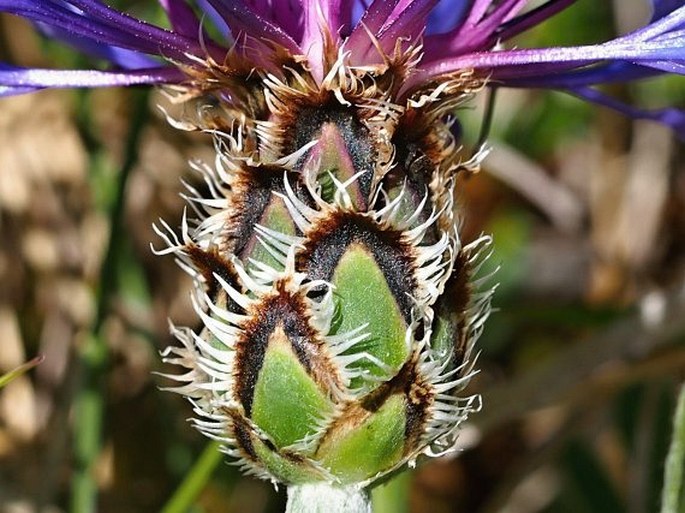 Centaurea cana