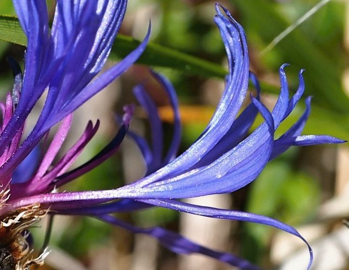 Centaurea cana