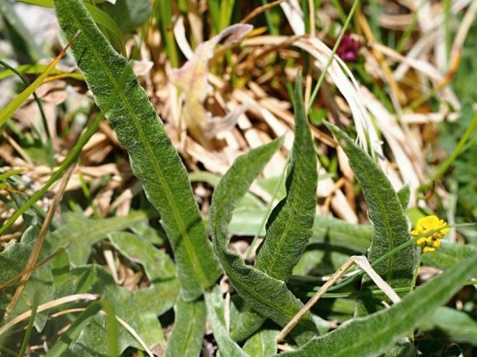 Centaurea cana