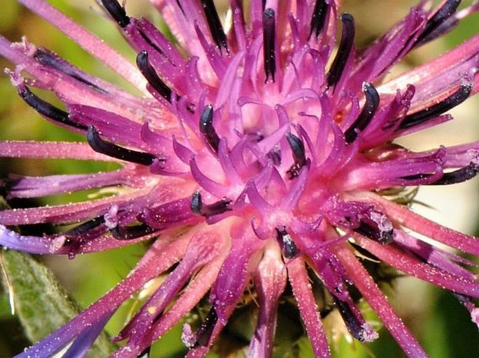 Centaurea cana