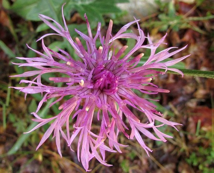 Centaurea scabiosa subsp. cephalariifolia