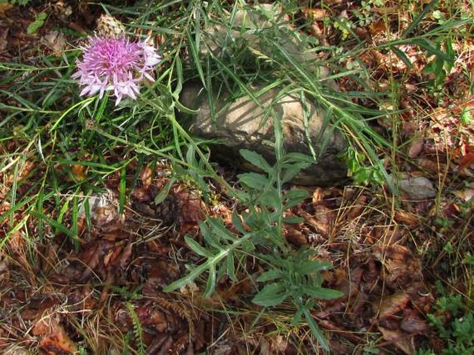 Centaurea scabiosa subsp. cephalariifolia