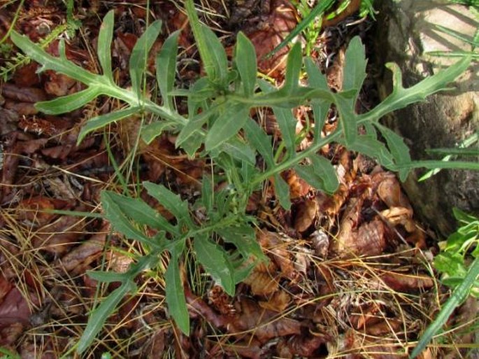 Centaurea scabiosa subsp. cephalariifolia