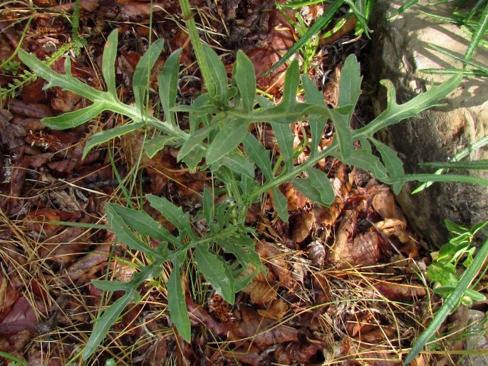 Centaurea scabiosa subsp. cephalariifolia