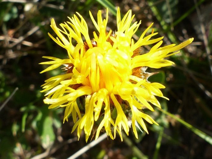 Centaurea crocata