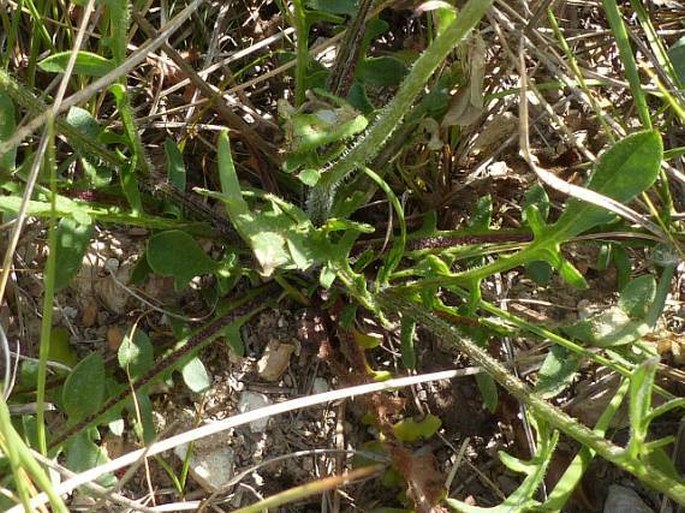 Centaurea crocata