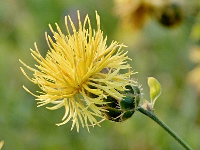 Centaurea finazzeri