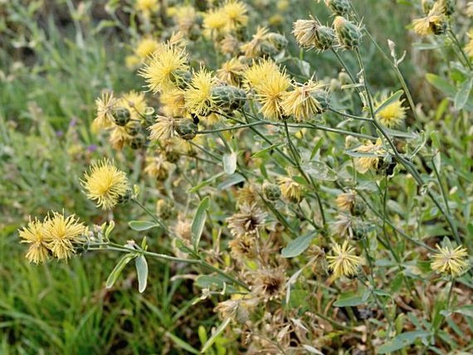 Centaurea finazzeri