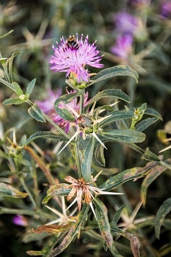 Centaurea iberica