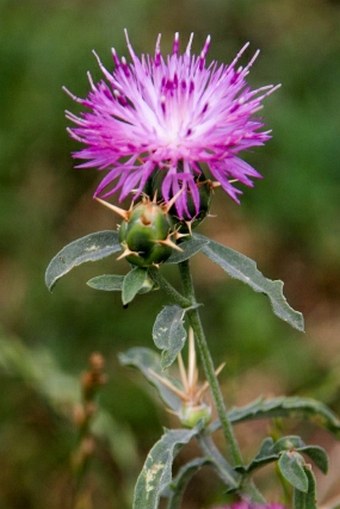 Centaurea iberica