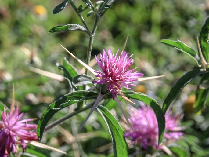 Centaurea iberica