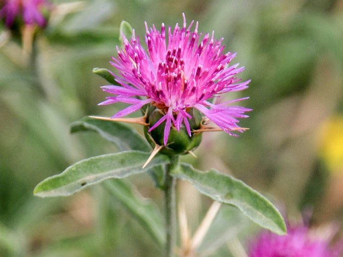 Centaurea iberica