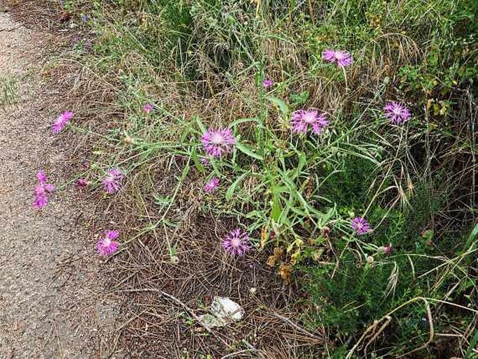 Centaurea napifolia