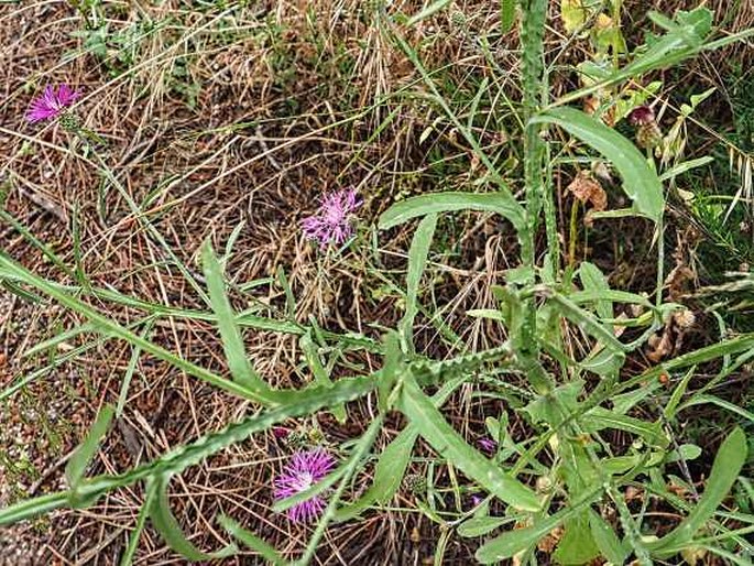 Centaurea napifolia