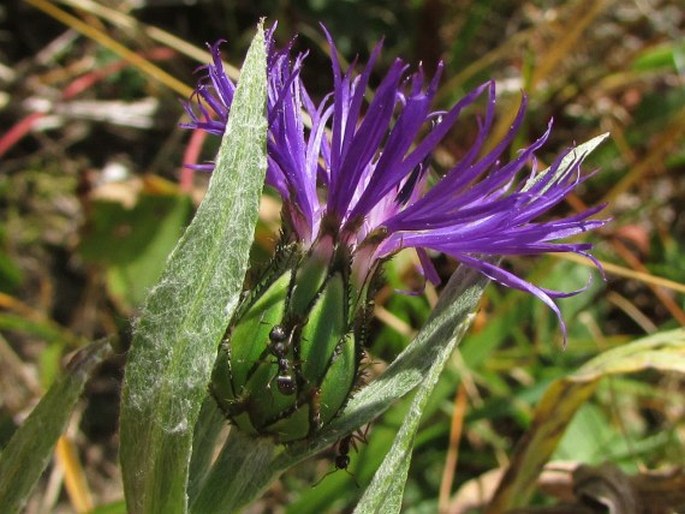 Centaurea nigrofimbria