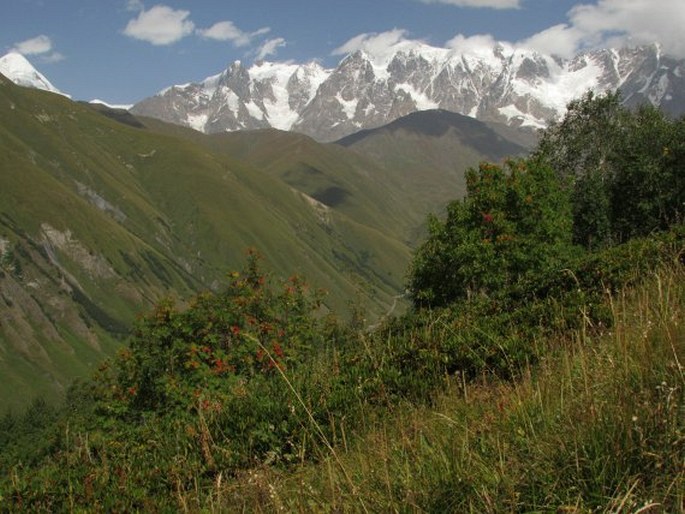 Centaurea nigrofimbria