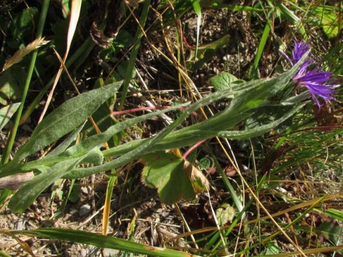 Centaurea nigrofimbria