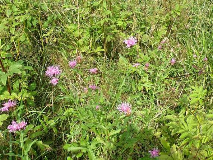 Centaurea oxylepis