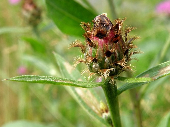 Centaurea oxylepis