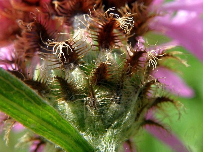 Centaurea oxylepis