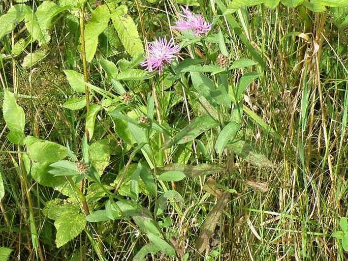 Centaurea oxylepis