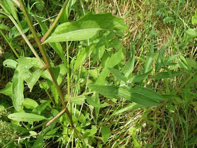 Centaurea oxylepis